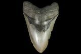 Large, Fossil Megalodon Tooth #92679-1